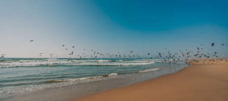 Great colony of seabirds on the beach, pelicans and seagulls, flying over the water, panoramic viewの写真素材