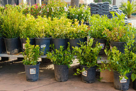 Santa Maria, California, USA - January 10, 2022.  Garden center and floral market. Variety of flowers, trees, plants, different types of potting soil and organic fertilizers, Spring seasonのeditorial素材