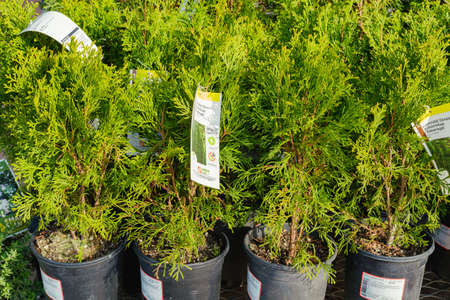 Santa Maria, California, USA - January 10, 2022. Garden center and floral market. Thuja in pots cllose upのeditorial素材