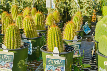 Santa Maria, California, USA - January 10, 2022.  Garden center and floral market. Potted cacti and succulents close upのeditorial素材