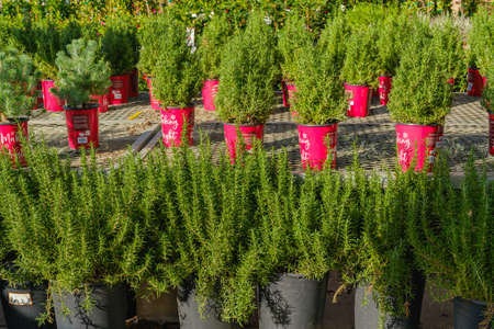 Santa Maria, California, USA - January 10, 2022.  Garden center and floral market. Rosemary in pots close upのeditorial素材