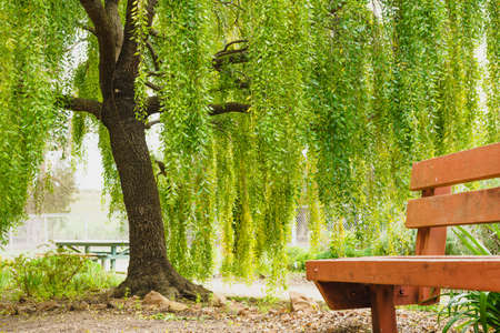 Mayten tree (Maytenus boaria), evergreen weeping tree close up in parkの写真素材