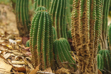 Euphorbia horrida, Africa milk barrel close up in desert. Euphorbia Horrida is a species of cactus...
