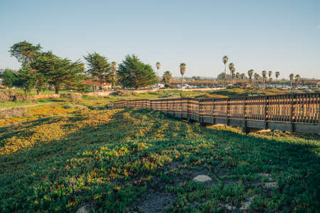 Wooden boardwalk through several diverse natural habitats for viewing flora and fauna, Oceano, California Central Coastの写真素材