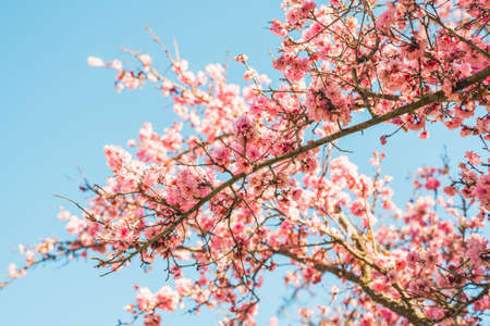 Cherry tree in bloom and clear blue sky background. Pink Japanese cherry tree flowers close upの写真素材