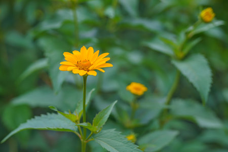 Yellow daisy flowers and green leaves close-up in the garden. Floral Summer backgroundの写真素材