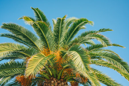 Palm tree leaves close up against cloudy sky. Floral background, copy space, Summer, vacation conceptの写真素材