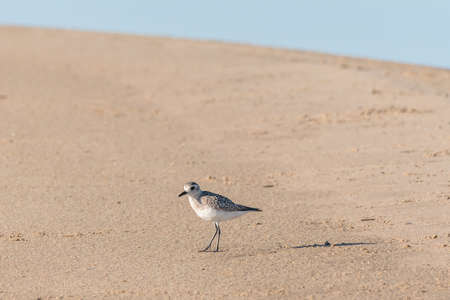 Black-bellied plover bird on the beach. Guadalupe-Nipomo Dunes National Wildlife reserve, California
