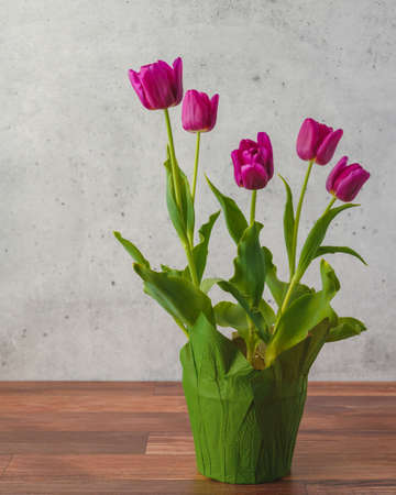 Bunch of beautiful burgundy tulips in a flower pot close up on wooden background, copy spaceの写真素材