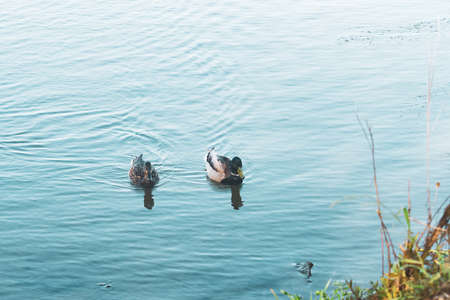 Group of mallard ducks, male and female, floating on water. Beautiful green-blue water with sun reflections on background. Sunset over lakeの写真素材