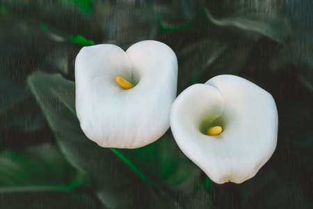 Calla Lily flowers and dark green leaves textured floral backgroundの写真素材