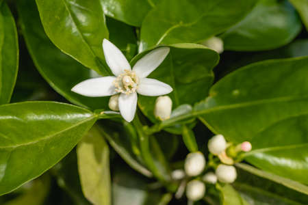 Branch of orange tree with beautiful white flowers close upの写真素材