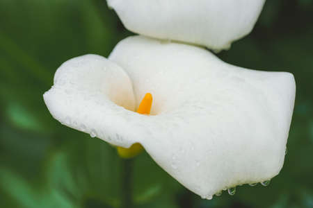 Calla Lily flowers with drops of water after rain, and dark green leaves backgroudの写真素材