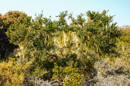 Bushy beard lichens on trees, Elfin forest in Morro Bay, California