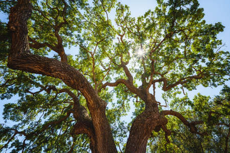 Majestic green oak tree on a meadow, and the sun shining through branchesの写真素材