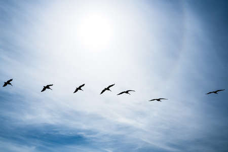 Cloudy sky and silhouette of flying birds. Tranquil scene, freedom, hope, motivation concept, copy spaceの写真素材