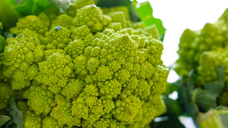 Romanesco broccoli cabbage (Roman Cauliflower) close-up isolated on white backgroundの写真素材