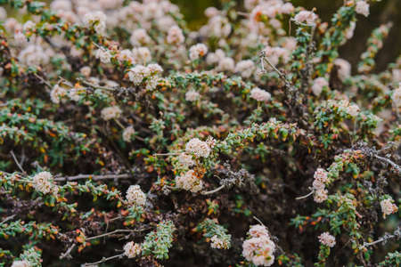Seaside buckwheat, or coast buckwheat on the beach in bloom, California central coast. Eriogonum latifolium is native to the coastline of the western United States from Washington to central Californiaの写真素材