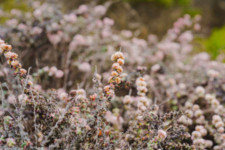 Seaside buckwheat, or coast buckwheat on the beach in bloom, California central coast. Eriogonum latifolium is native to the coastline of the western United States from Washington to central Californiaの写真素材
