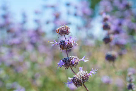 Cleveland Sage, Salvia clevelandii, beautiful, highly aromatic species of sage, native to the...