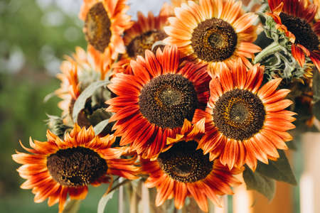 Bouquet of dark red to orange color sunflowers close-up, bright colorful floral backgroundの写真素材