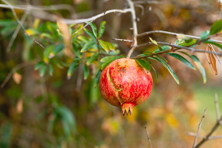 Pomegranate tree with fruits close up in winter garden, California harvest seasonの写真素材