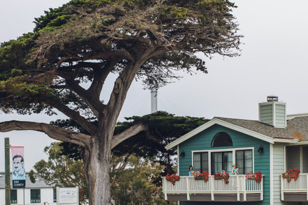 Monterey, California, USA - October 30, 2022. Monterey, California. Street view, architecture, traffic, and Monterey cypress treesのeditorial素材