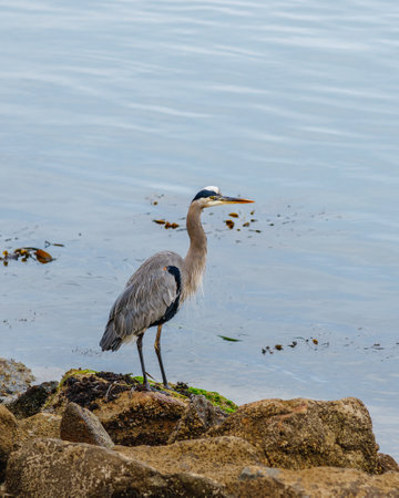 Great blue heron on rocky seashoreの写真素材