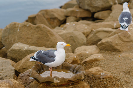 Portrait of seagull on rocky beach at Morro Bay harbor, California Central Coastの写真素材