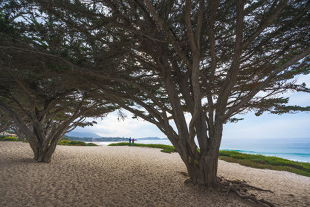 Monterey County, California, USA - October 31, 2022. Carmel beach,  a long, wide, white sand beach. Carmel Beach is one of the most iconic spots on California's Central Coastのeditorial素材