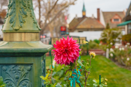 Blurred city backgroundl, and bright flowers in the foregroundの写真素材
