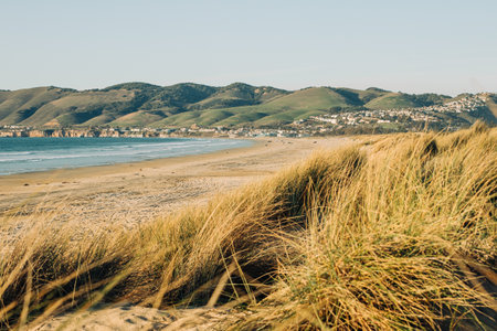 Sand dunes with native plants on the beach, green hills with cityscape in silhouette on the background, and clear blue sky. California landscapeの写真素材