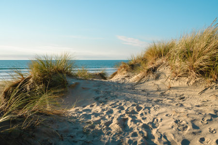 Sand dunes and native plants on the beach on a bright sunny day, and clear blue sky in the...