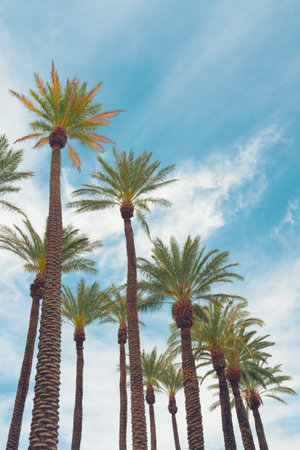 Palm trees on the beach, and beautiful cloudy skyの写真素材