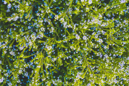 Beautiful floral background. Cape May plant (Coleonema album), an attractive evergreen shrub with tiny blossom flowers close-up, full frameの写真素材