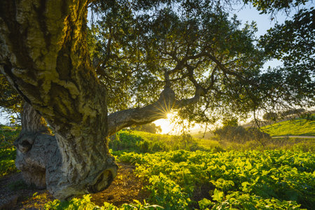 An old oak tree on a meadow with sun shining through branches, clear blue sky in the background