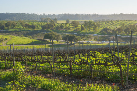 A wine grape vine in a rows, green hills, and oak trees. Beautiful view of San Luis Obispo Valley in California in late winterの写真素材