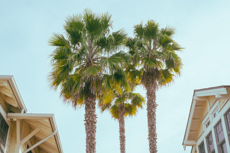 Palm trees and rooftops with clear blue sky in the background, and copy spaceの写真素材