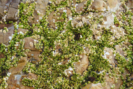 Acorn barnacles, also called rock barnacles, or sessile barnacles,symmetrical shells attached to...