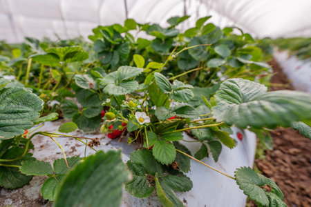 Strawberry nursery. Growing strawberries in greenhouses, Californiaの写真素材