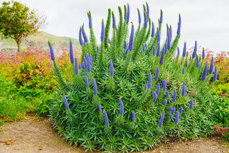 Pride of Madeira ( Echium candicans ), a magnificent conical blue flower spikes. Giant bush in full bloom close-up on the beach in sunny day in Californiaの写真素材
