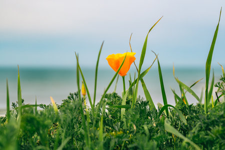 Golden poppies close-up on the beach. California State flower in bloom in the early Spring season.の写真素材