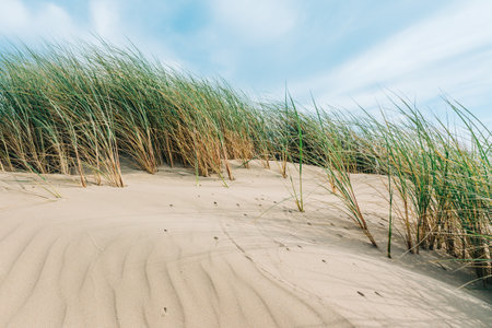 Sand dunes on the shore of the Pacific ocean, and beach grass (Marram grass) growing in the sand. California landscape with smooth cloudy sky in the backgroundの写真素材