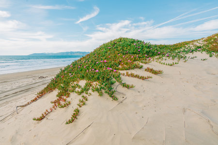 Sea fig or ice plant flowers blooming on the beach. Sand dunes and native plants, California Coastline landscapeの写真素材