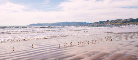 Seascape and  birds on the beach with cloudy sky in the background, California Costline landscapeの写真素材