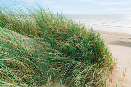 Sand dunes on the shore of the Pacific ocean, and beach grass (Marram grass) growing in the sand. California landscape with smooth cloudy sky in the backgroundの写真素材