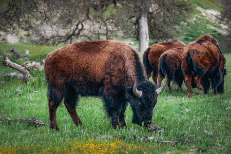 American bison grazing in a spring meadow. Wild animals close-up