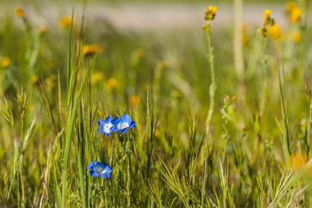Baby Blue Eyes wildflowers. Super bloom in Carrizo Plane National Monument, central Californiaの写真素材