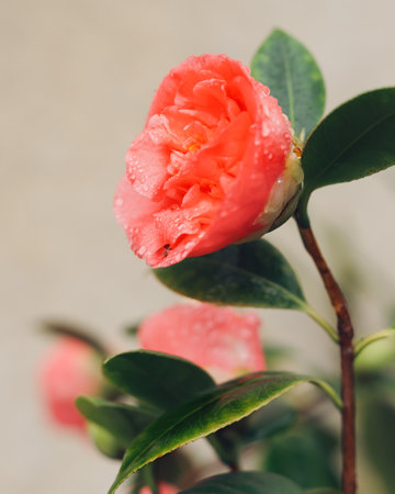 Beautiful red-pink Camellia close-up with drops of water, vertical banner, copy spaceの写真素材