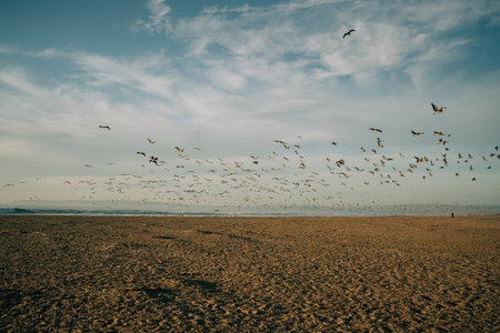 Wide sandy beach and flock of birds flying on the beach, beautiful cloudy skyの写真素材